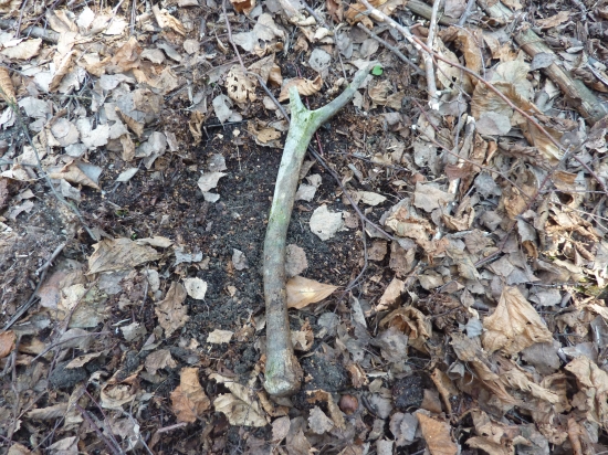 Superchovný-superstarý