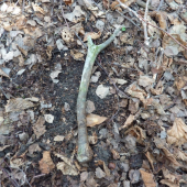 Superchovný-superstarý