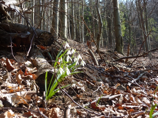 Vysokohorské snežienky