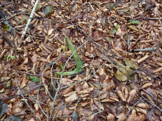 Stále sa dá niečo nájst