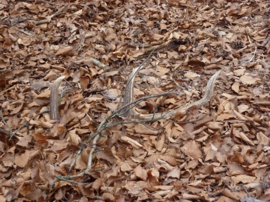 Skoro som si ho nevšimol