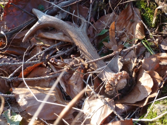 škoda,že všetko zapadlo snehom