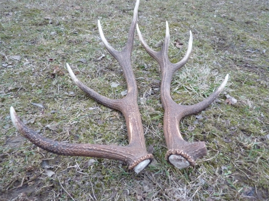 už aj taketo pol kilove padajú