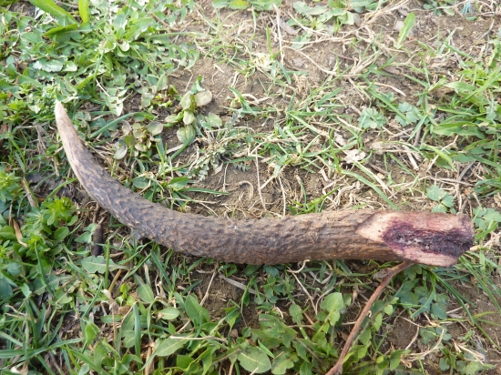 odlomený asi cez ruju