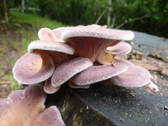 Húževnatec chlpatý