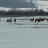 niečo na schladenie