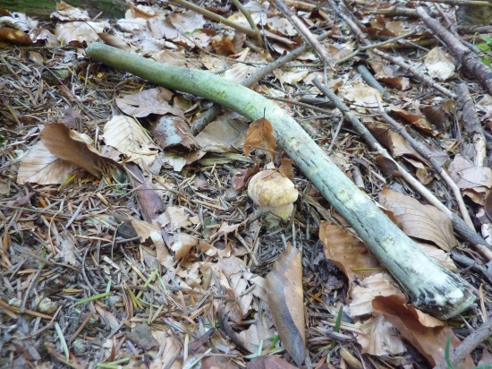 starigáň s dubáčikom