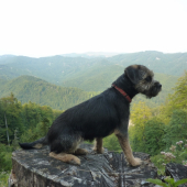 Borka