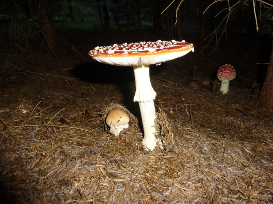 Vzájomné spolužitie:)