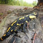 salamandra