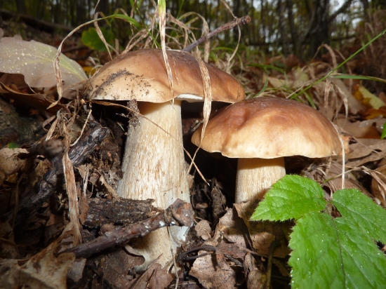 novembrové-dušičkové