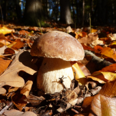 novembrový