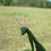 predátor