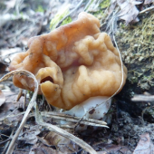 ušiak obrovský