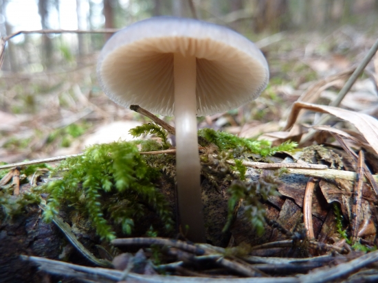 Peniazočka smreková