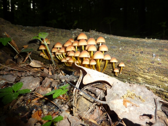 Prilbička žltohlúbiková