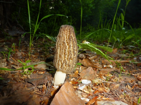 smrčok kuželovitý