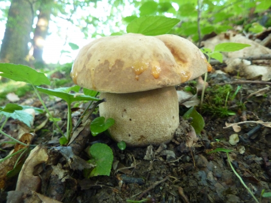 Už začali aj u nás.