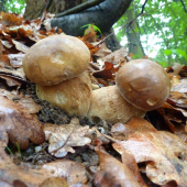 dvojičky