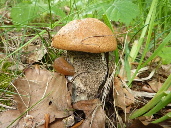 kozák žltooranžový