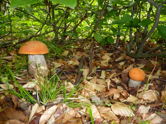 kozáky žltooranžové