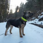 Borka