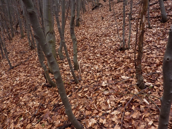 dnešný prvý pohľad