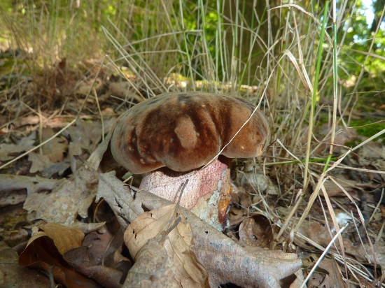 hríb zrnitohlúbikový