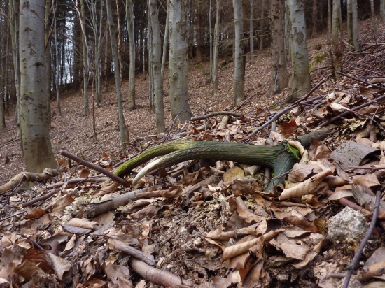 Komu sa nelení,tomu sa zelení :)