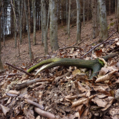 Komu sa nelení,tomu sa zelení :)