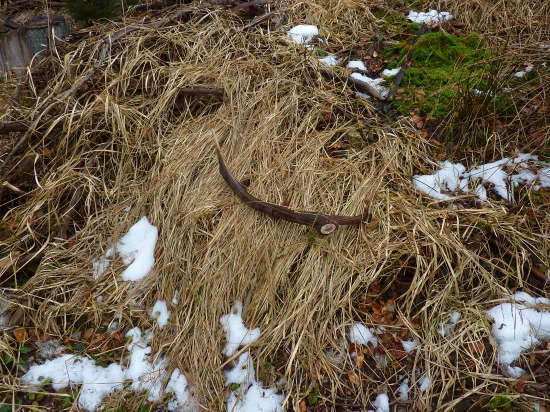 zapichnutý v tráve