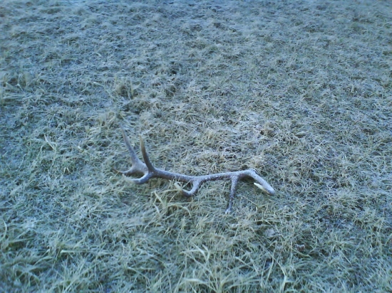 Len tak vytrčal na tej lúke