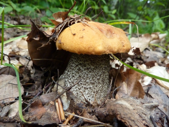 kozák žltooranžový