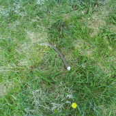 Ked neprší aspon kvapká