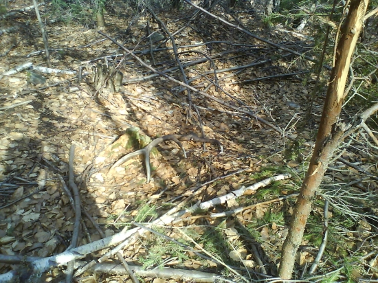 Prko nasiel k nemu pár