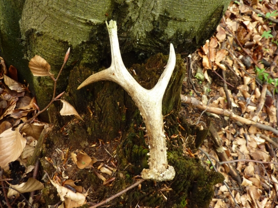 Velký,ale starý...