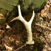 Velký,ale starý...