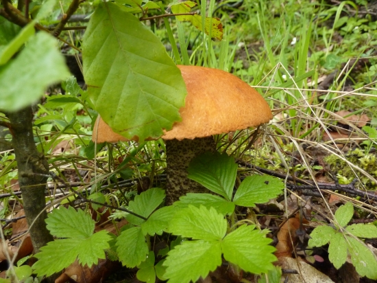 kozák žltooranžový