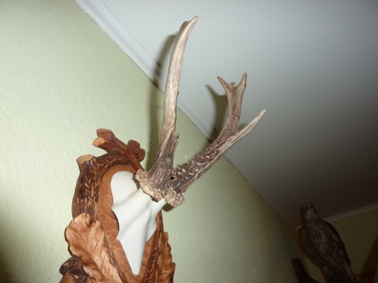 Moja prvá srnčia pára