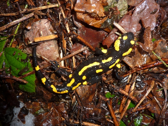 Vianočná salamandra