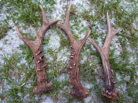 Z minulého týždna