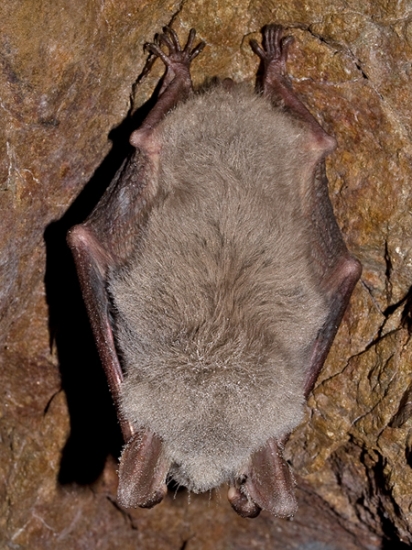 netopier obyčajný (Myotis myotis)