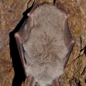 netopier obyčajný (Myotis myotis)