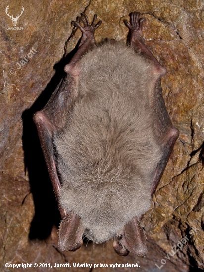 netopier obyčajný (Myotis myotis)