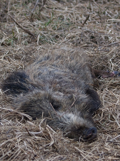 pri posede kde zakrmuju