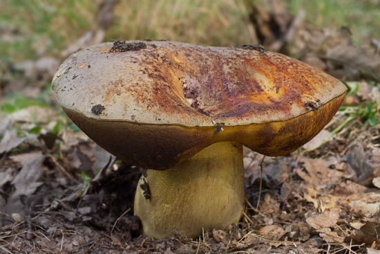 hríb vínovočervený  Boletus rhodopurpureus
