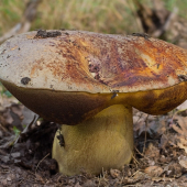 hríb vínovočervený  Boletus rhodopurpureus
