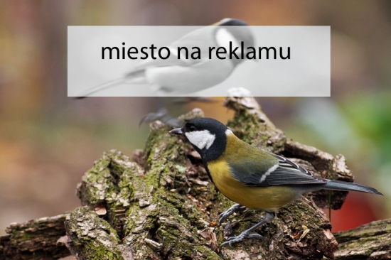 sýkorka bielolíca
