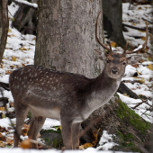 Vôjdi a neuškoď,do hory.