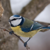 Nečum a zaves novú slaninku